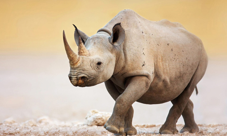 Eight rhinos poached in Etosha in four months