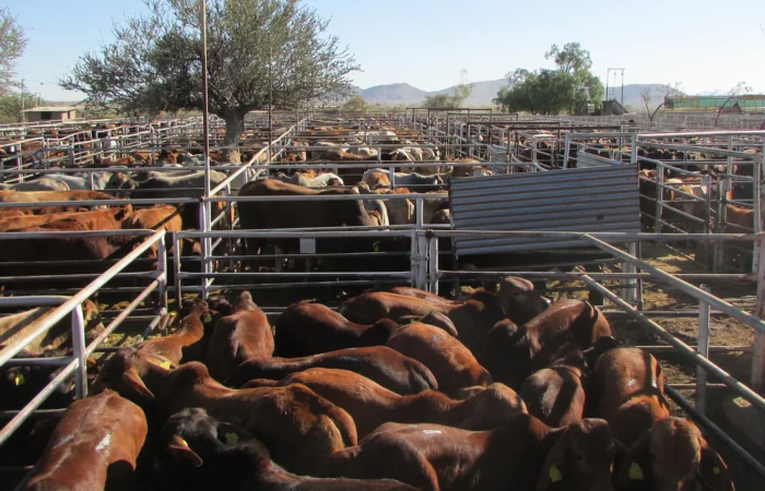 Animal auctions not popular among NCA buyers