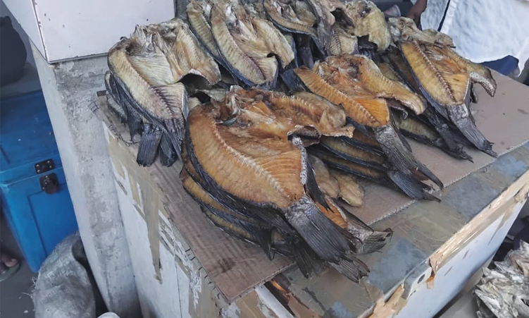 Zambezi bream ‘under threat’