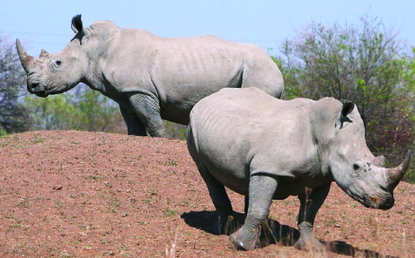 South African men sentenced in ‘world’s largest’ rhino horn trafficking case