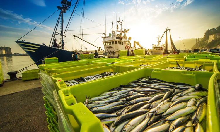 Govt 50% bycatch levy hike alarms industry