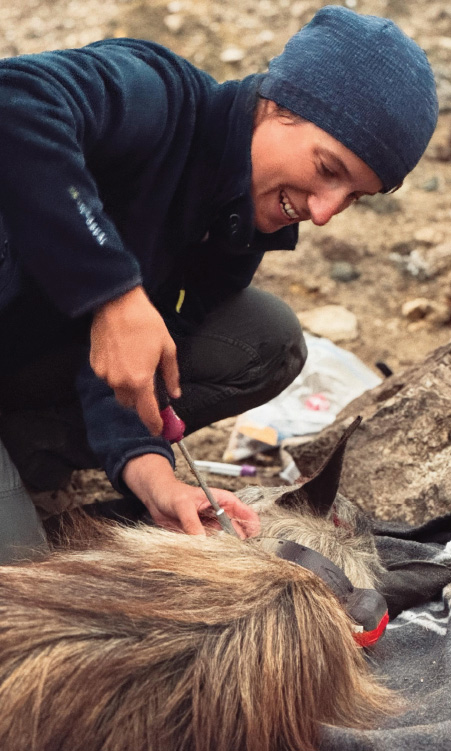 Protected habitat helps brown hyenas flourish