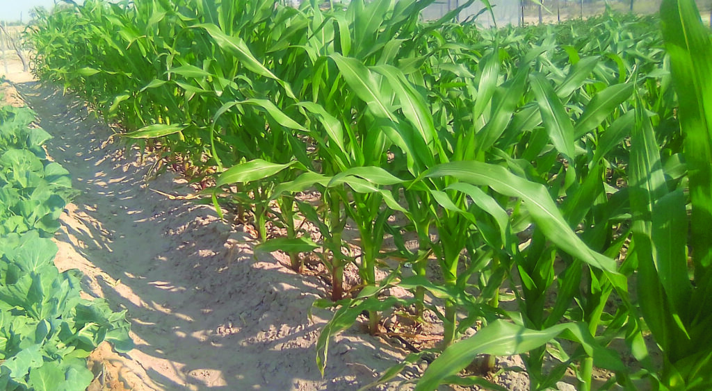 Govt targets boreholes to boost Ekoka green scheme
