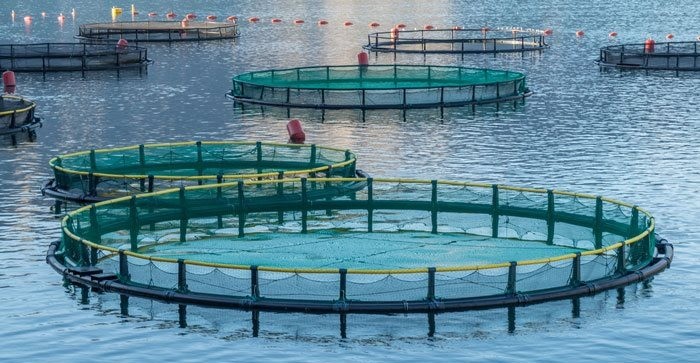 Salmon farming gets N$40 million shot in arm