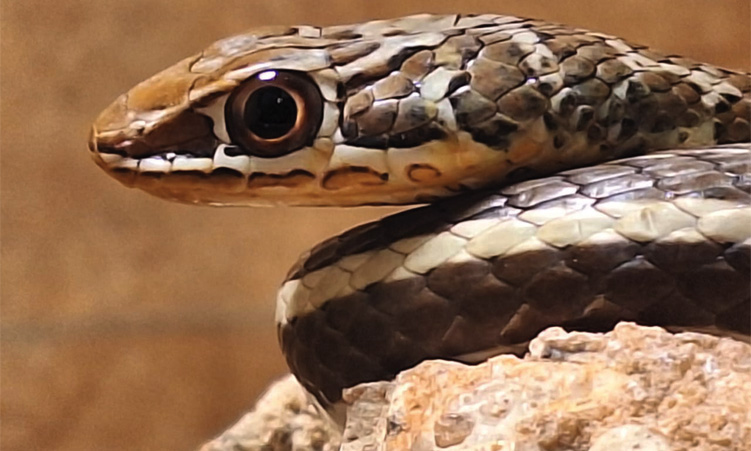 Living Desert Snake Park finds new home