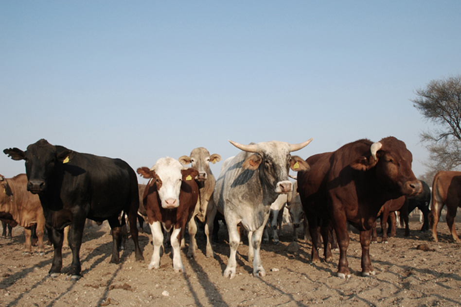 Meatco urged to participate in animal auctions in the NCA