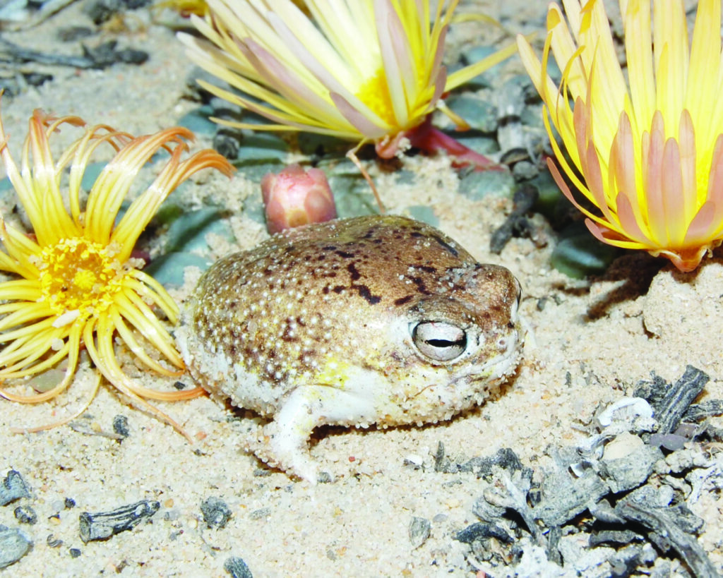 Species’ ingenious survival strategies no match for human destruction