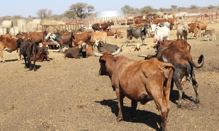 Cattle shortage cuts Meatco’s revenue by N$757m