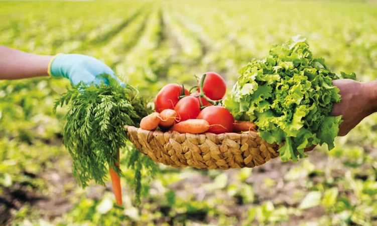 Namibia to finalise agri-food transformation framework