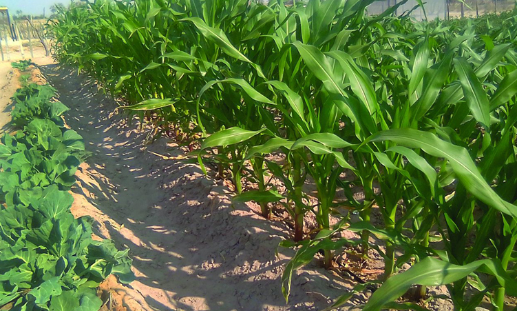 Omusati farm expects 20-tonne maize harvest