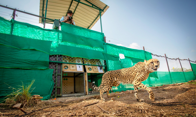 Asian baby boom for Namibian cheetahs