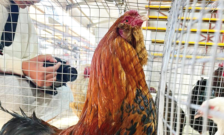 Herero chicken ruffles feathers at Namboer auction
