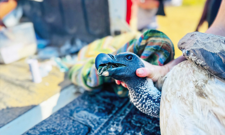 Satellite tracking to boost vulture conservation in Zambia’s Luangwa Valley