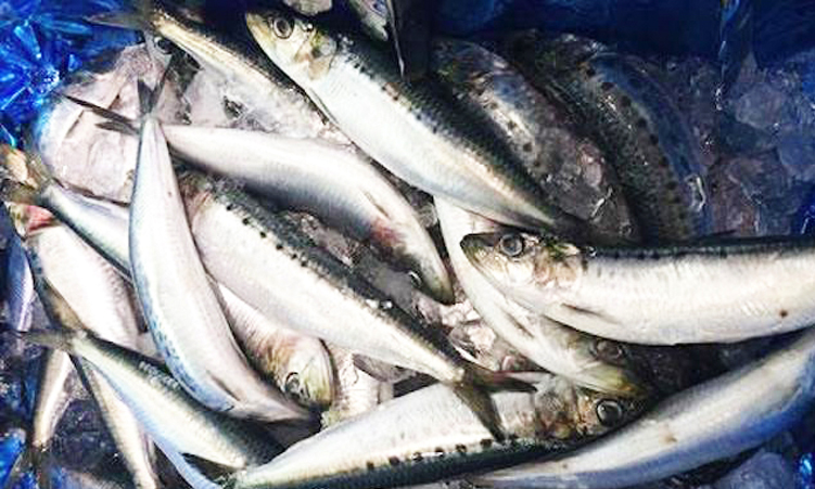 Govt raises N$68m from fish quota auctions