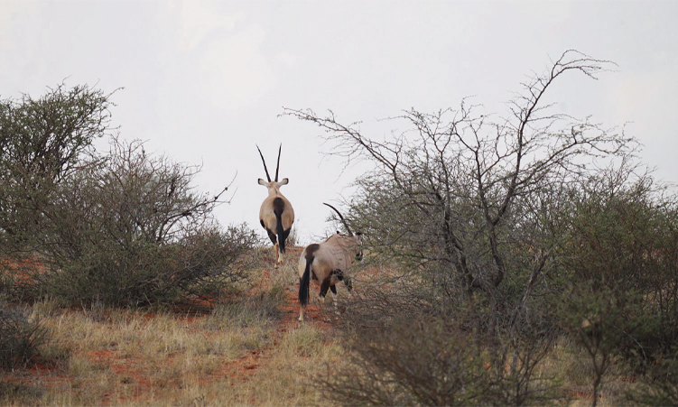 Gondwana Kalahari Park’s 2026 Game Count