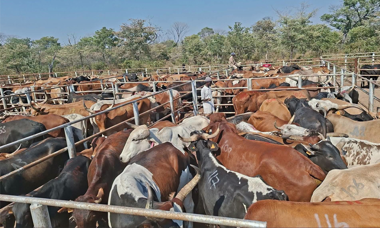 Farmers benefit as Okongo auction kraal opens