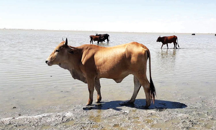 Farmers count on full Lake Oponona