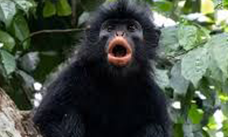 New monkey species with orange lips found ‘hiding’ in DRC forest