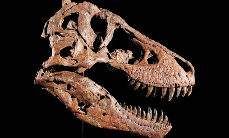 Tyrannosaurus rex most expensive dinosaur ever sold