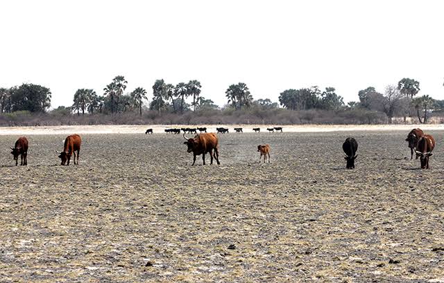 Helping Livestock Thrive During the Dry Season