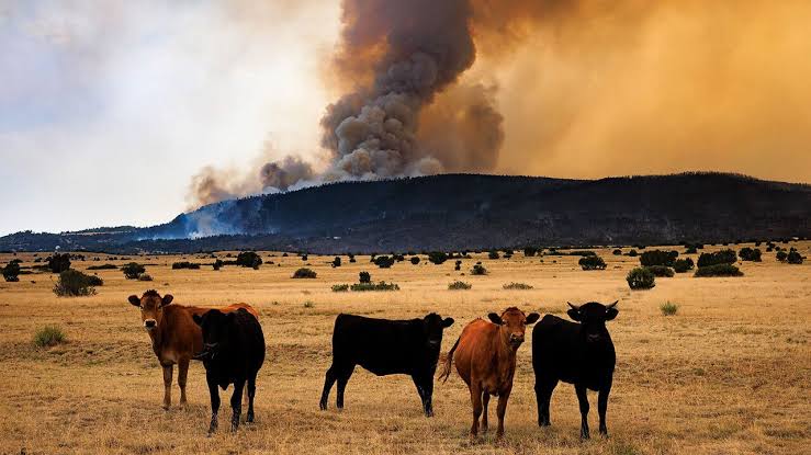 World Bank abandons climate funding targets