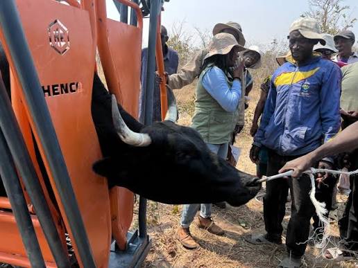 Livestock fund gathers pace