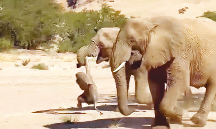 Scientists probe Namibian desert elephant calf deaths