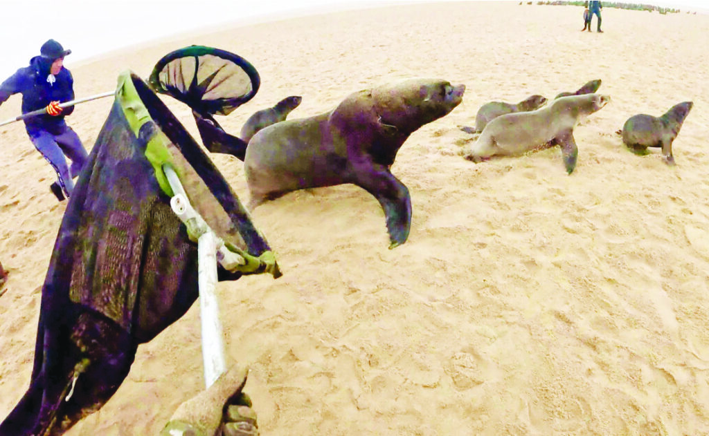 Strangled by Plastic: The Silent Struggle of Seals