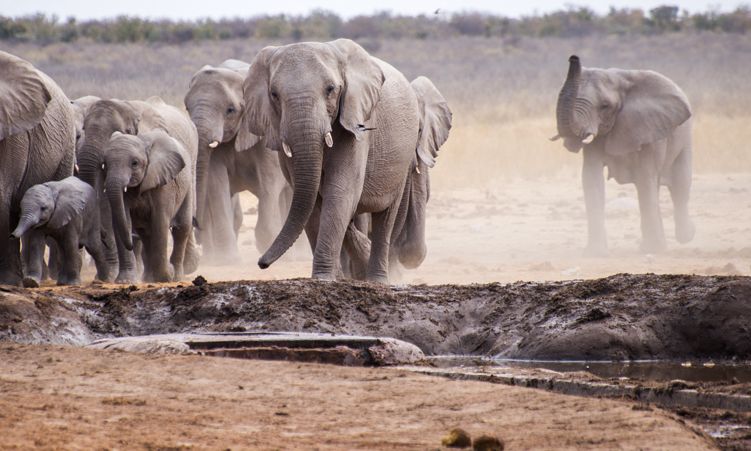 Professional hunting sustains communities and wildlife