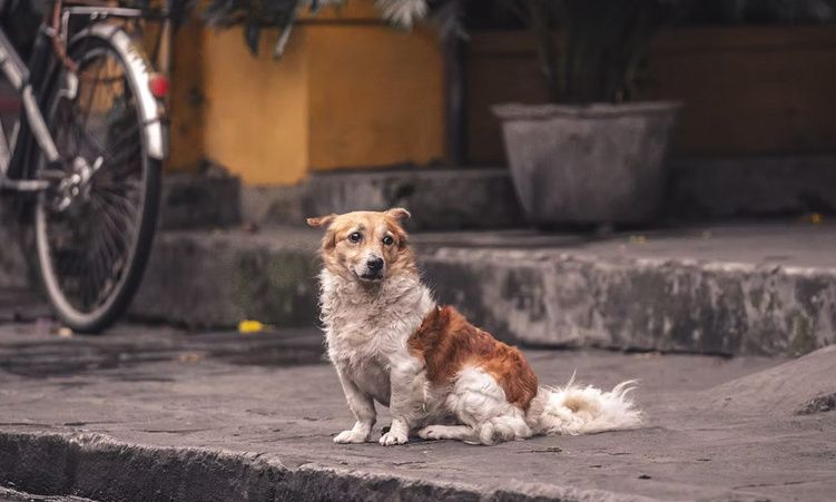 Windhoek’s New Dog Control Regulations: What The Changes Mean