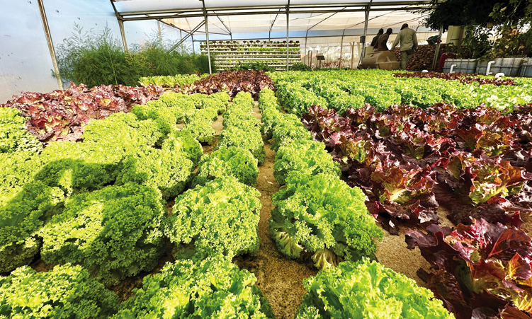Voigt turns water into green gold