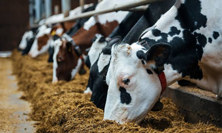 Musese turns crop waste into animal feed