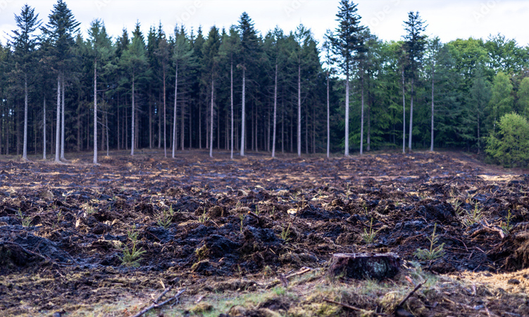 Bush Clearing or Environmental Destruction: An Appeal for Care and Accountability
