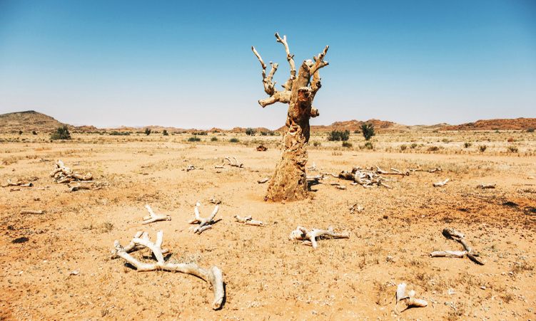 Namibia to be represented at UNCCD COP 17 in Mongolia