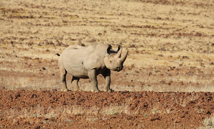 When Communities Have Chosen Conservation as Development