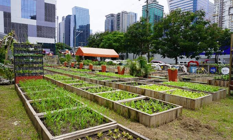 Urban Agriculture: Growing Solutions in Towns, Villages