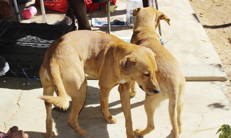 Rabies case detected at Ondangwa