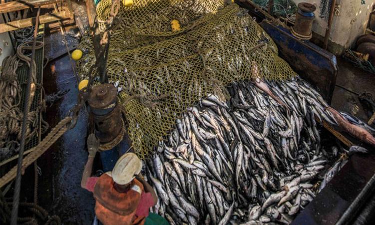 Competition watchdog finds no price-fixing in horse mackerel sector