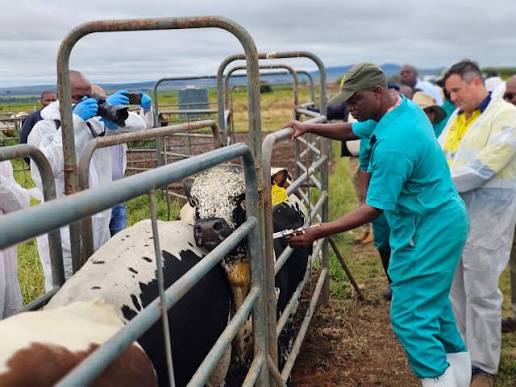 Farmers’ delegation attends FMD meetings in Pretoria