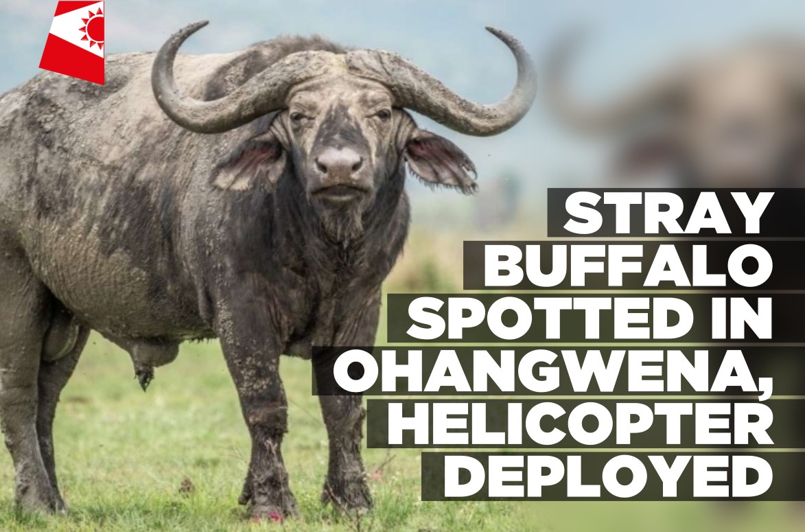 Nature conservation team tracks buffalo roaming Ohangwena villages
