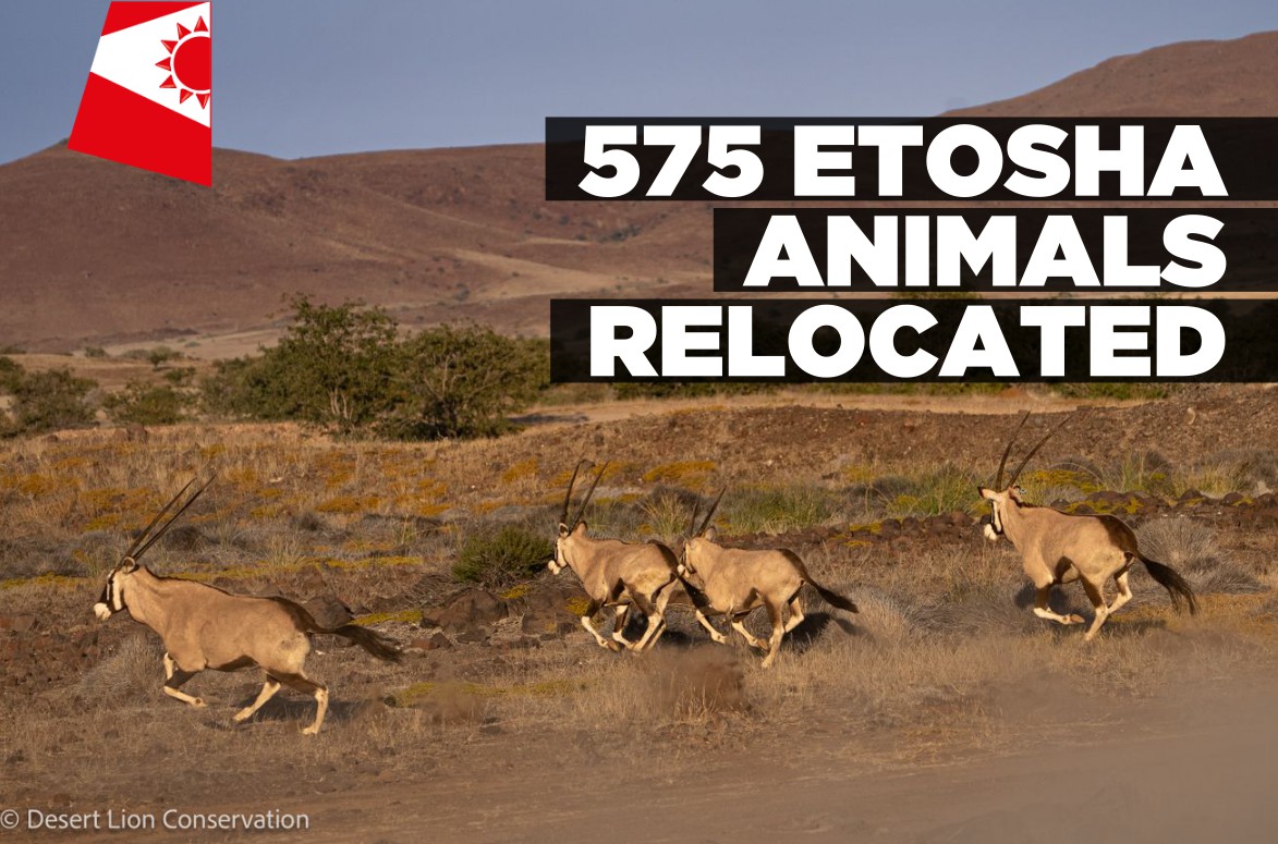 Close to 600 wild animals translocated from Etosha