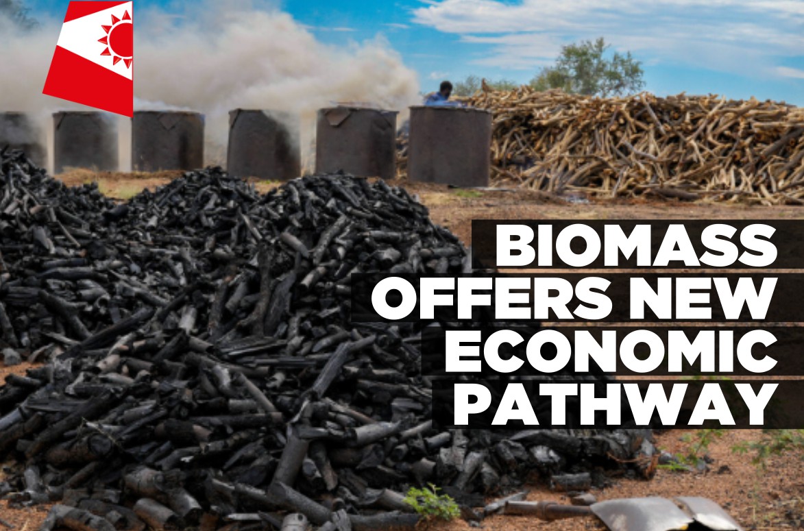 Bush becomes ‘black gold’ as biomass sector expands