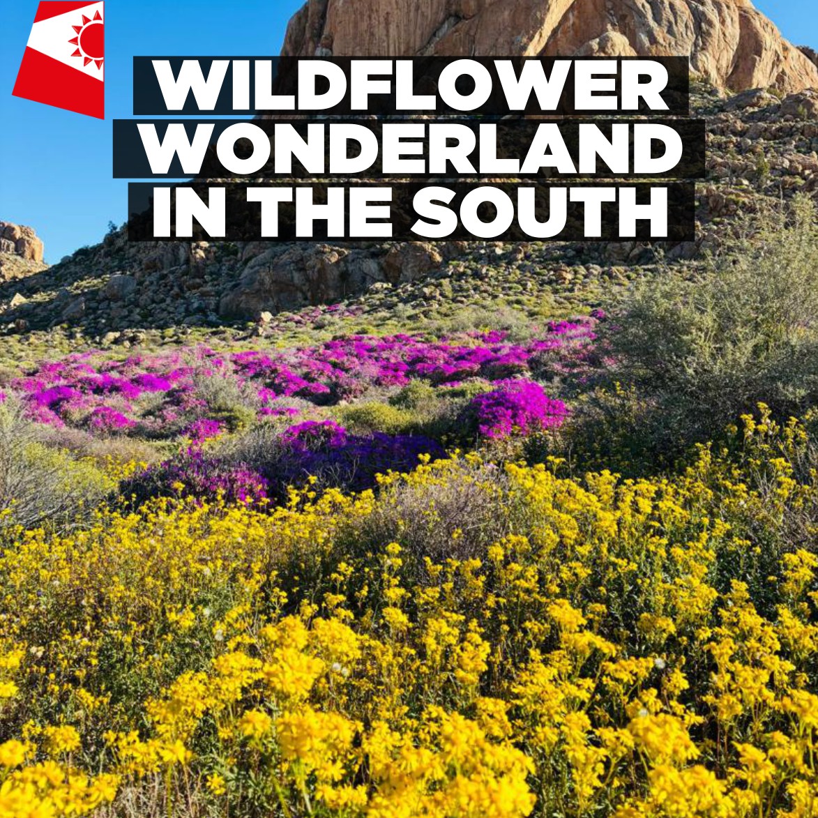 Wildflower wonderland in the south