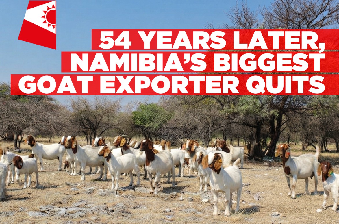 Namibia’s largest goat exporter quits after costs soar