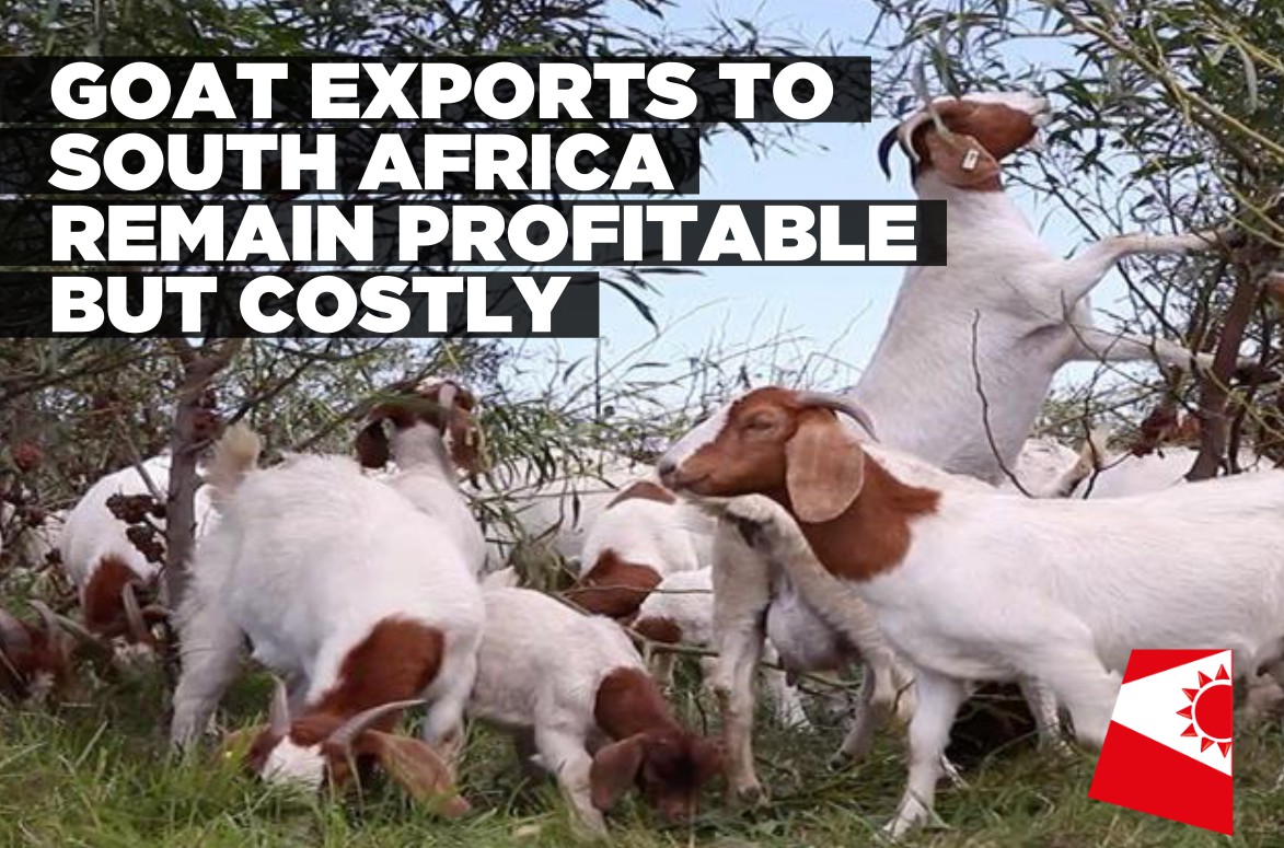Goat exports face balancing act between animal health and producer returns