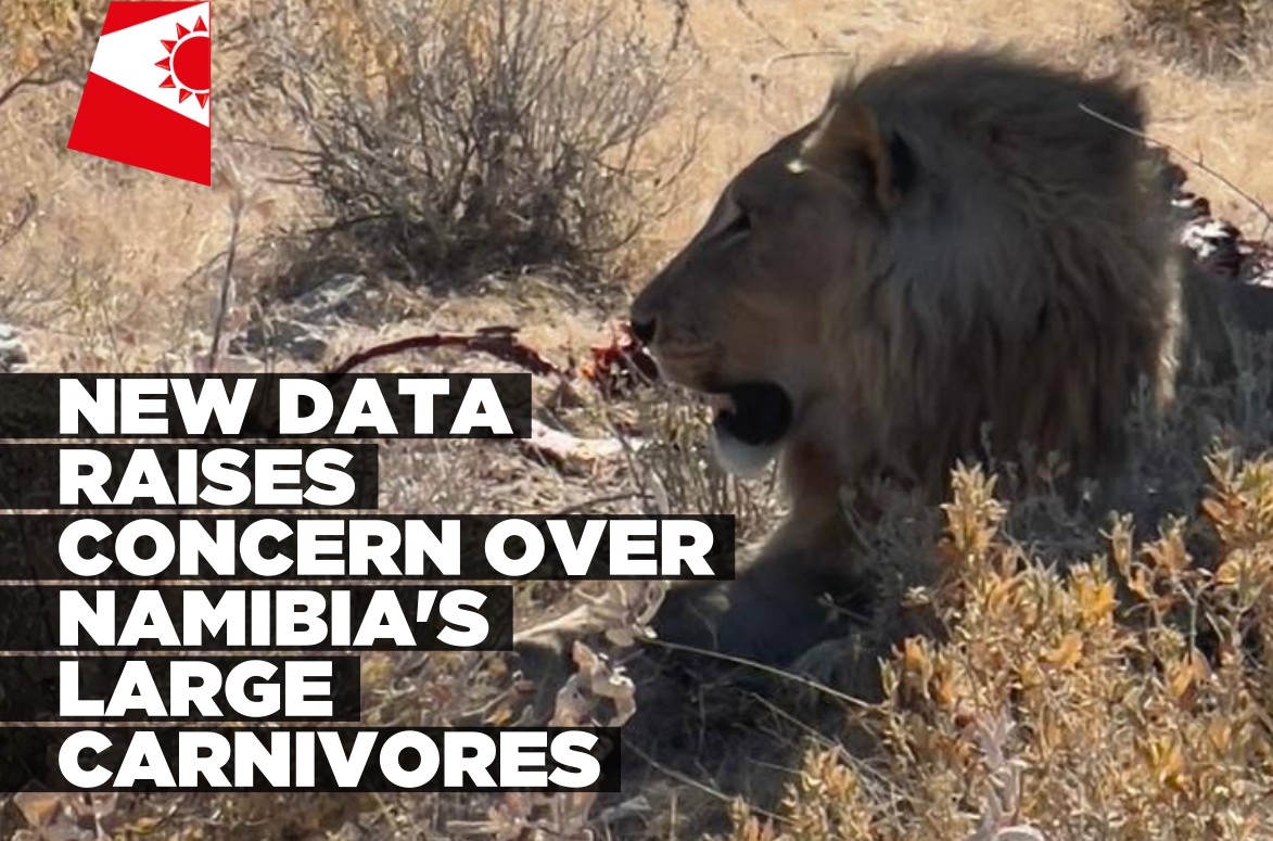 Namibia’s large carnivore numbers raise concern over human-wildlife conflict