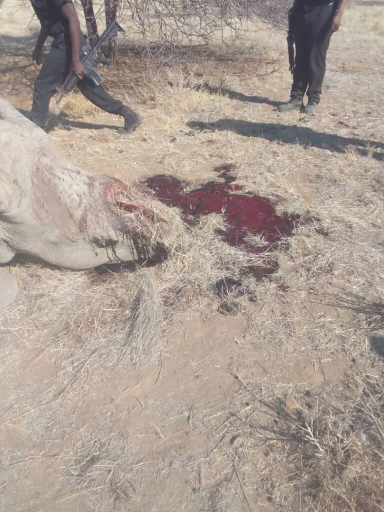 Pregnant rhino killed, calf wounded in poaching attack at Harvey Boulter’s farm