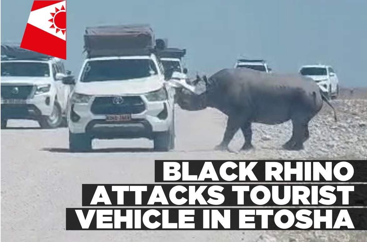 Black rhino attacks tourist vehicle in Etosha
