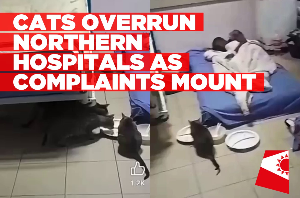 Cats overrun northern hospitals as complaints mount