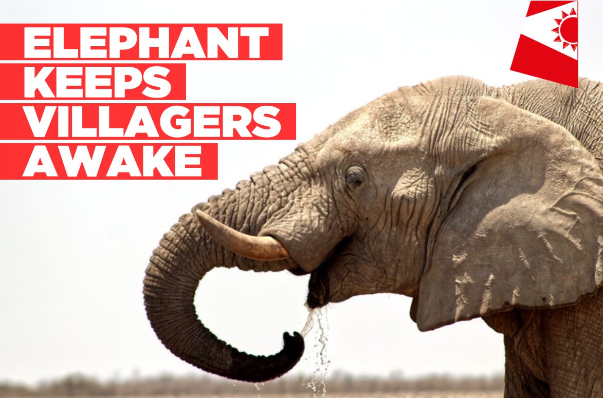 Elephant keeps Okeeholongo villagers awake